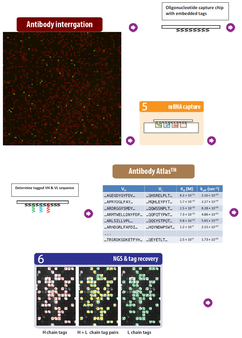 <img src="A revolutionary antibody discovery technology image2" />